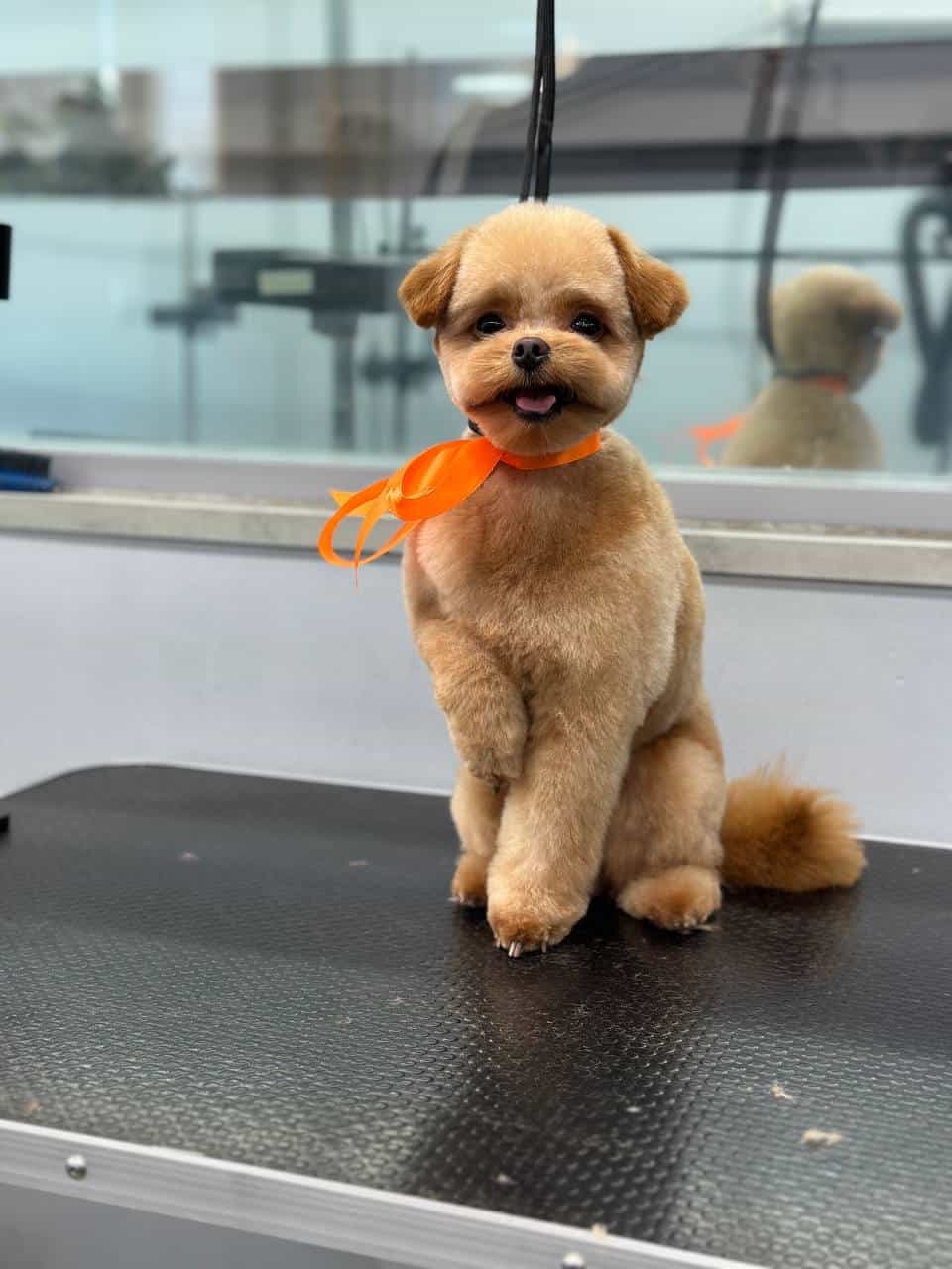 Работа Nicole Grooming