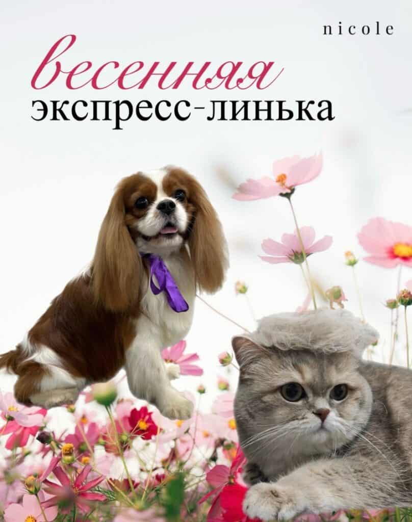 ВЕСЕННЯЯ ЭКСПРЕСС-ЛИНЬКА